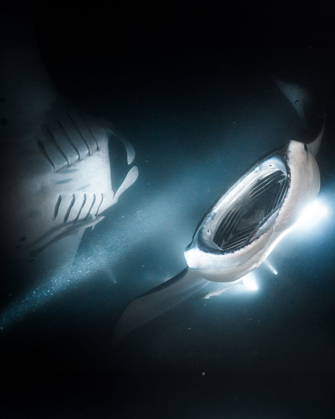 Mante che si nutrono di notte sotto le luci della barca