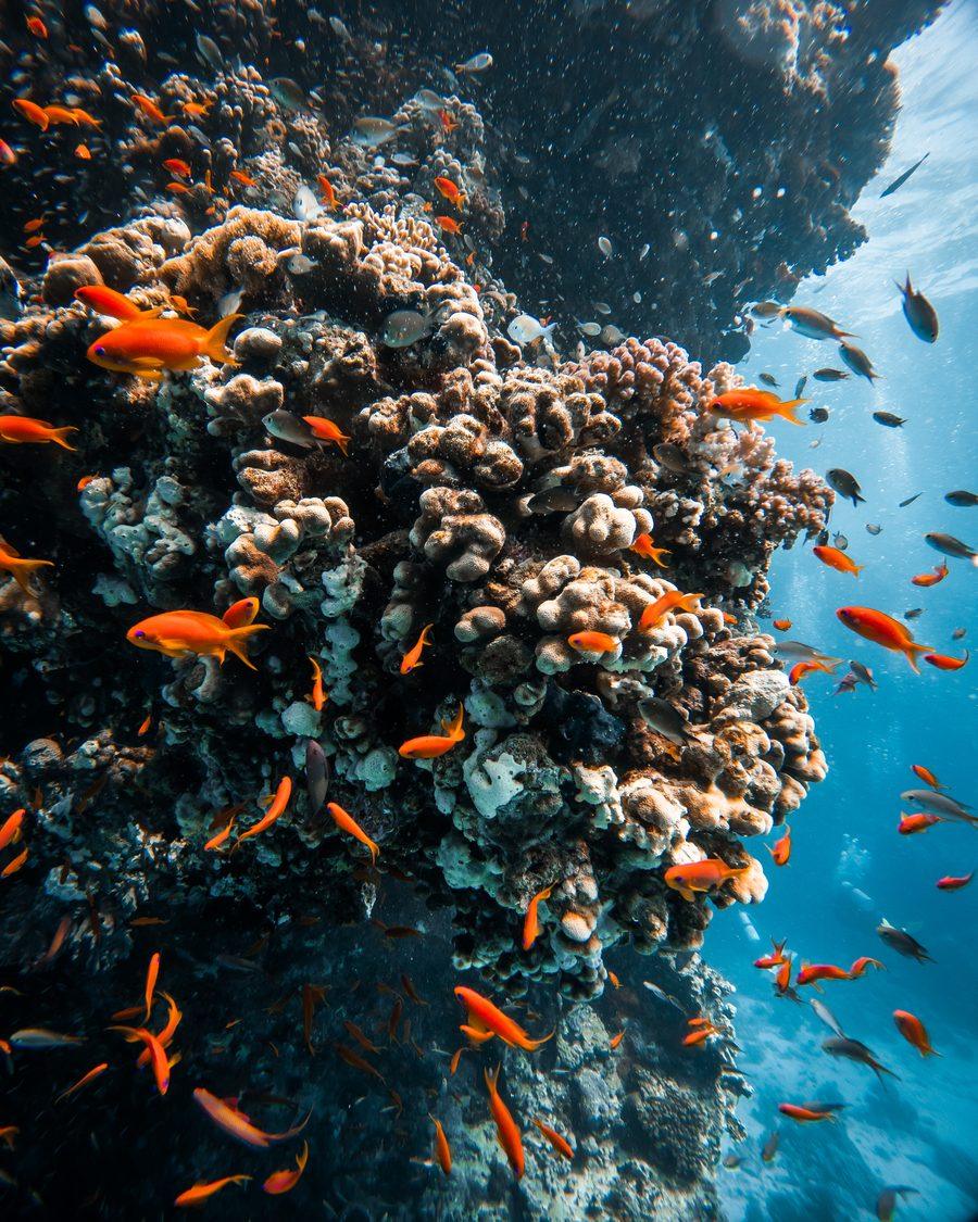 Parete di corallo popolata di anthias arancioni