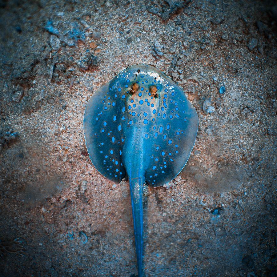 Trigone a macchie blu posato sul fondo sabbioso