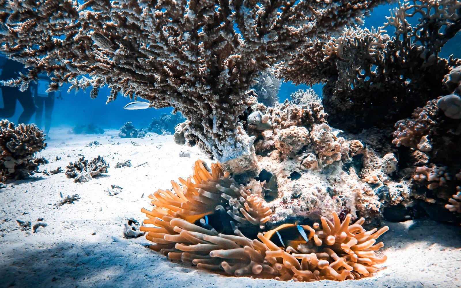 Anemone con pesci pagliaccio sotto un corallo a tavola
