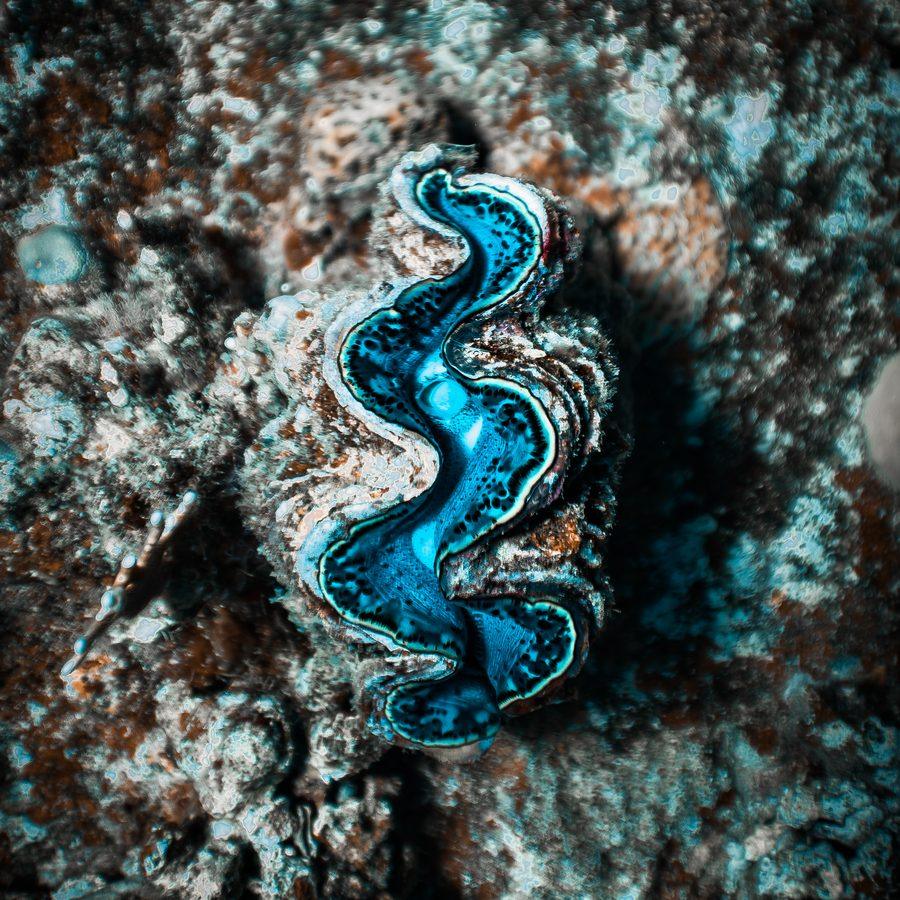 Tridacna dai colori turchesi incastonata nel corallo