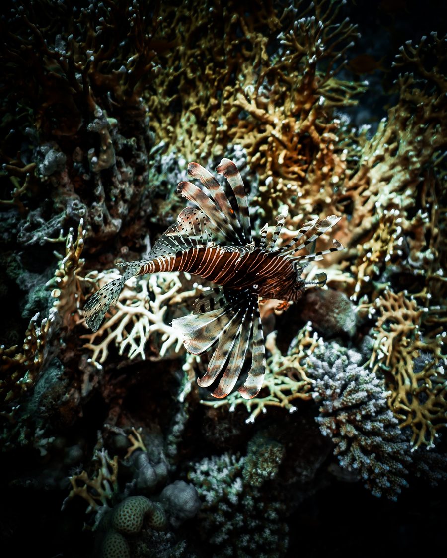 Pesce leone tra i coralli