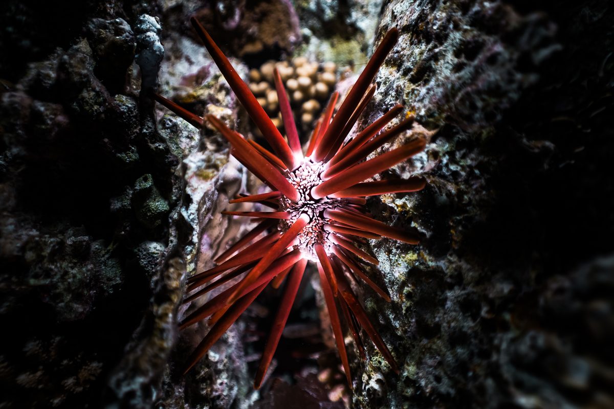 Riccio di mare rosso in una fessura della barriera