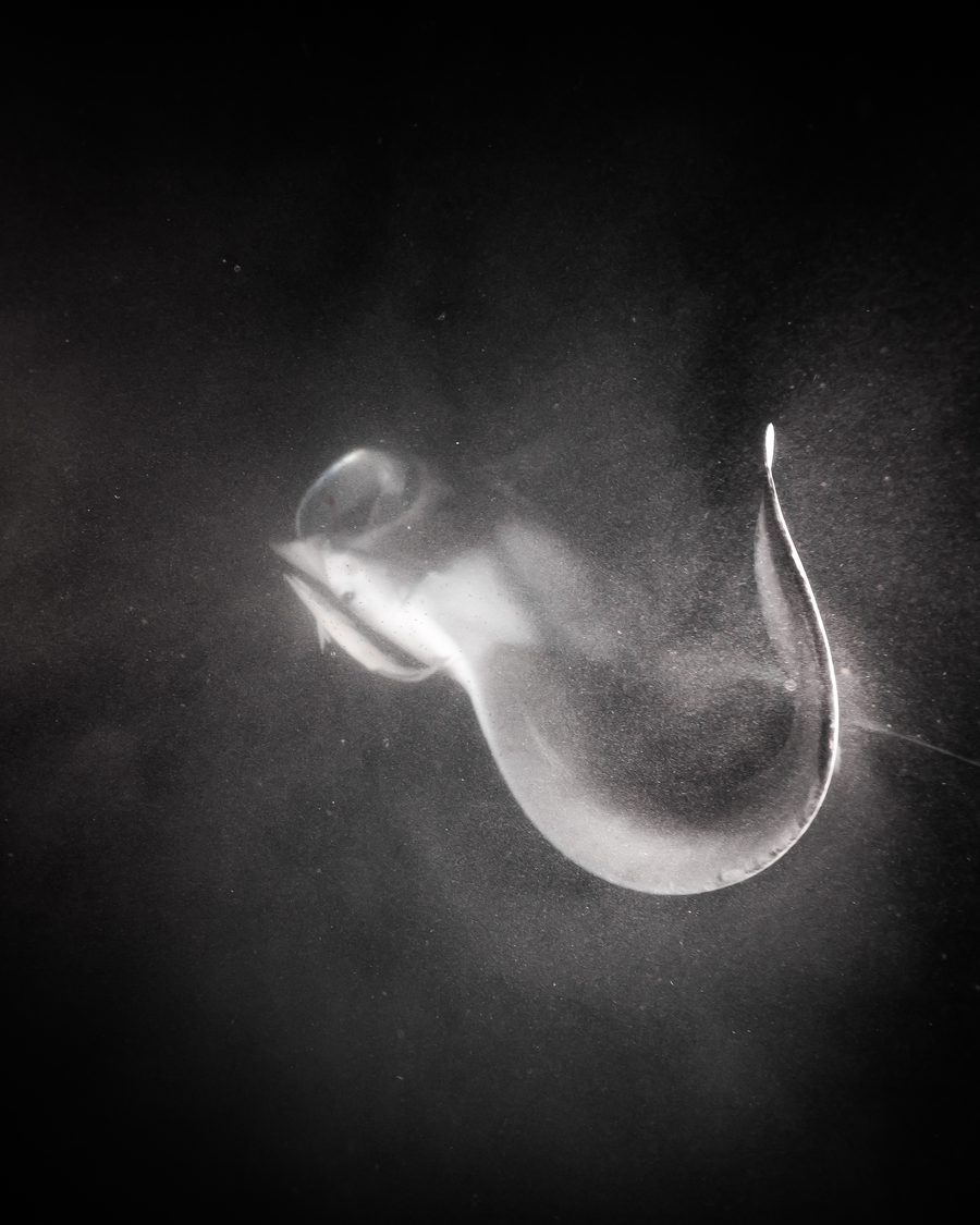 Manta in bianco e nero nel blu