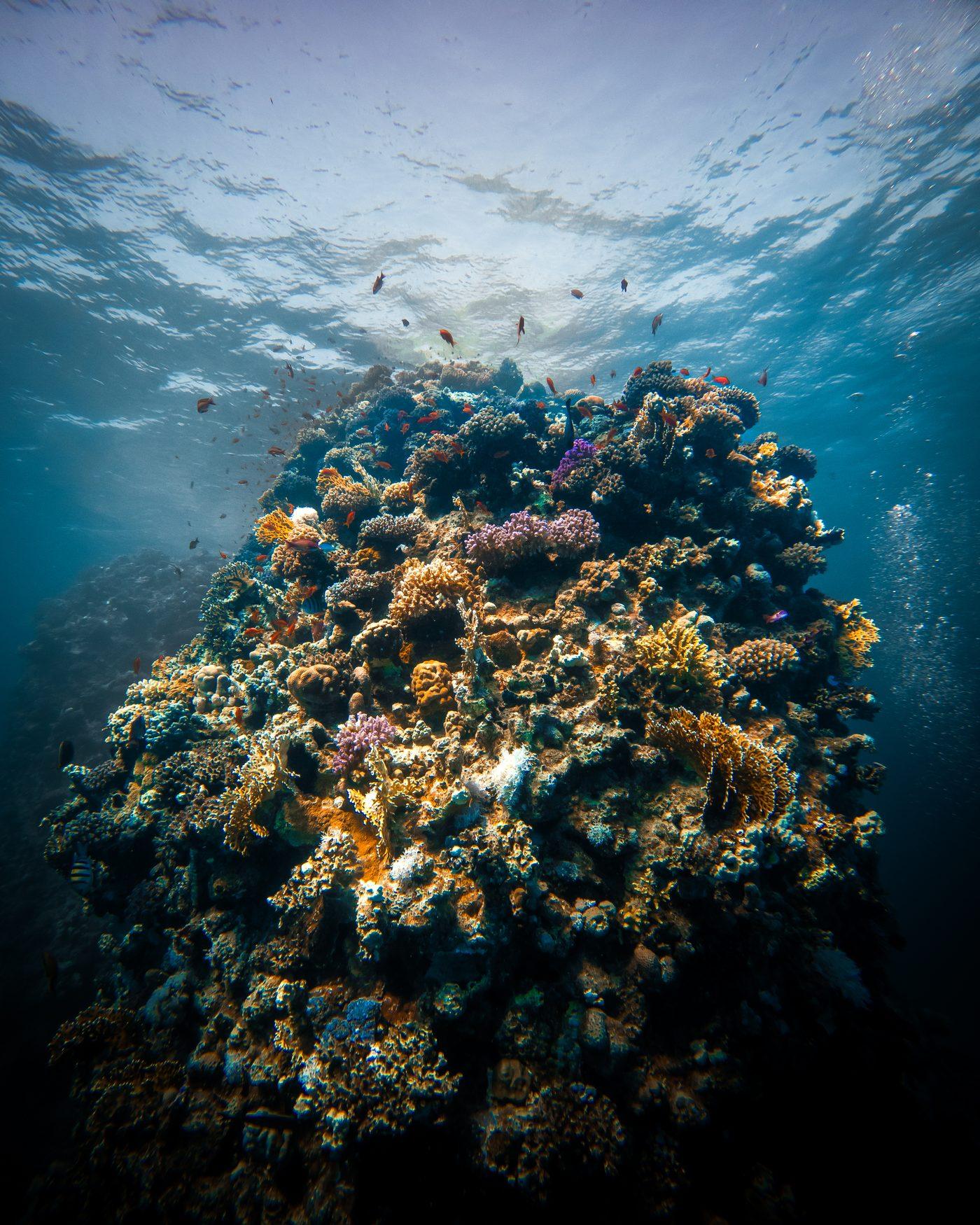 Barriera corallina alle Maldive